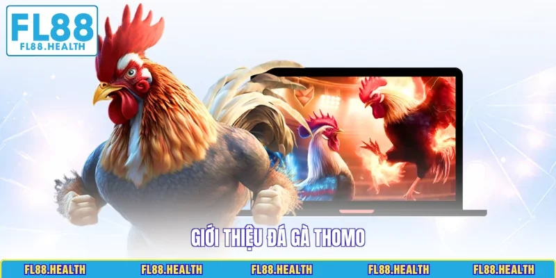 Giới thiệu đá gà Thomo